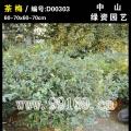 茶梅