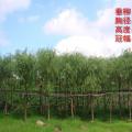 垂柳