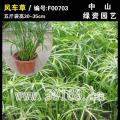 风车草