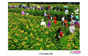 北京最大向日葵景区吸引大量民众