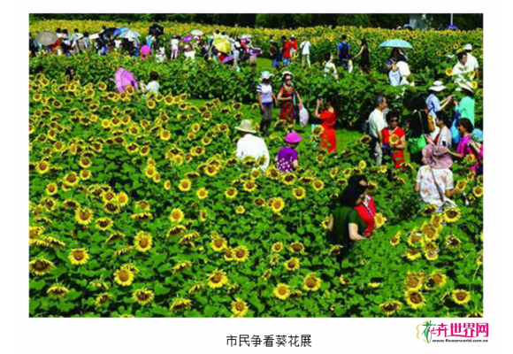 北京最大向日葵景区吸引大量民众 北京最大向日葵景区吸引大量民众