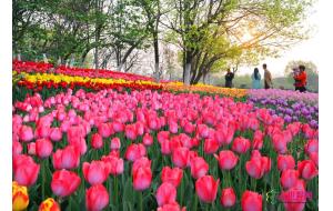 清明祭祀：菊花盆栽取代假花 节约又环保