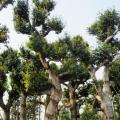 荔枝