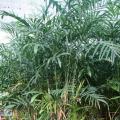 夏威夷椰子
