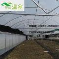 秋茬大棚蔬菜苗期管理技术要点，芳诚温室专业大棚施工