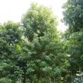 玉蕊树