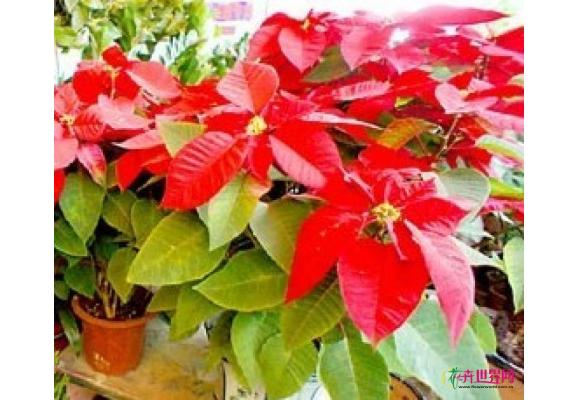 “圣诞花”虽美室内别多摆 颜色鲜艳的花当心有毒 “圣诞花”虽美室内别多摆 颜色鲜艳的花当心有毒