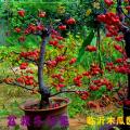 其它观花植物