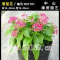 繁星花