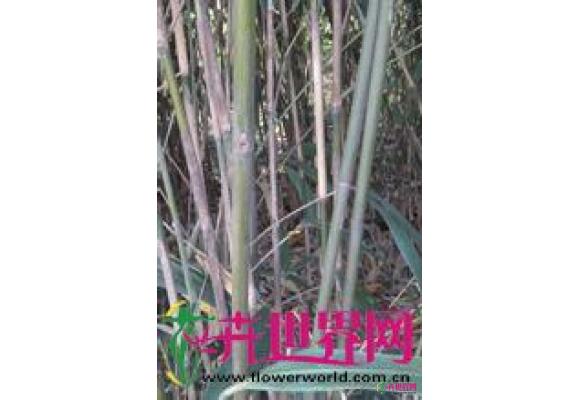 矢竹
