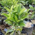 非洲茉莉