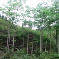 木棉树