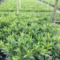 非洲茉莉