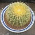 金琥