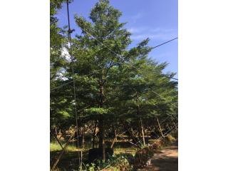 小叶榄仁