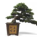 后起之秀