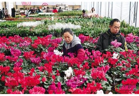 重庆：渝南黔北首个花木批发交易市场开园