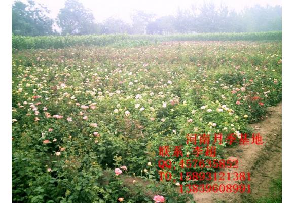 河南月季基地
