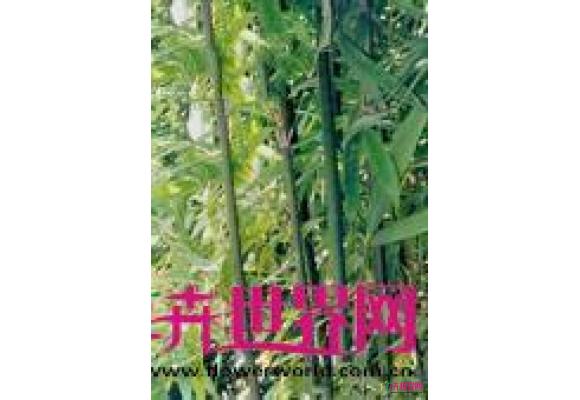业平竹