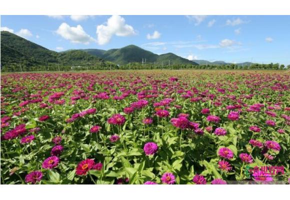 宁波北仑500多亩鲜花绽放:冬季花海分外艳 宁波北仑500多亩鲜花绽放:冬季花海分外艳