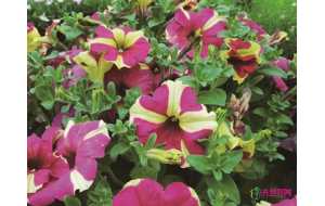 南京:都市花农“造”出五十色牵牛花 南京:都市花农“造”出五十色牵牛花