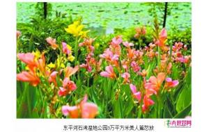 广东禅城：美人蕉绚丽绽放 为佛山增添万种风情