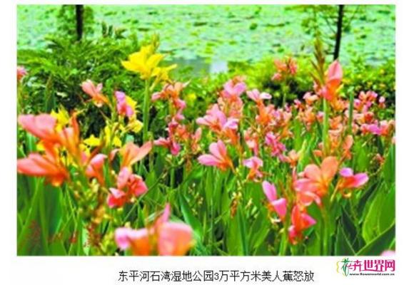广东禅城：美人蕉绚丽绽放 为佛山增添万种风情