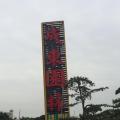 罗汉松