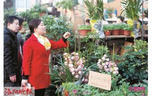 洛阳：春节假期蝴蝶兰价格涨幅大