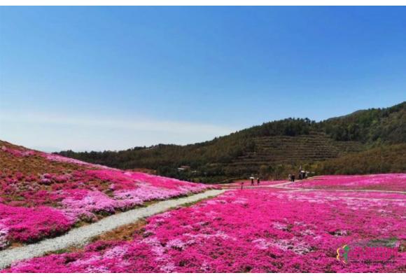 云南昭通白虎山庄园千亩芝樱花海盛装迎客 