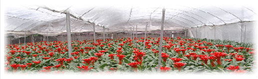 紧扣市场　打造品牌　大汉园景科技公司营销有方