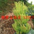 金银花
