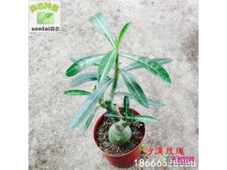 沙漠玫瑰