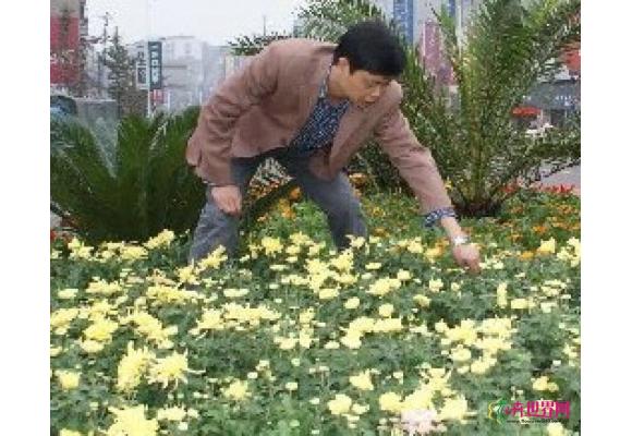 内江时令鲜花竞相绽放市中区街头 内江时令鲜花竞相绽放市中区街头