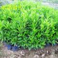非洲茉莉