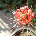 其它观花植物