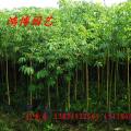 大腹木棉