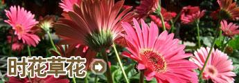 栏目介绍 -草花