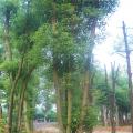 茶子树