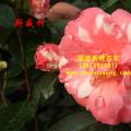 茶花 斯威柯