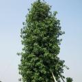 菩提榕 菩提树 