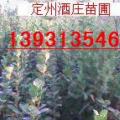 胶东卫矛