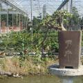 金枝玉叶1