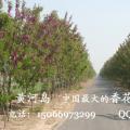 香花槐
