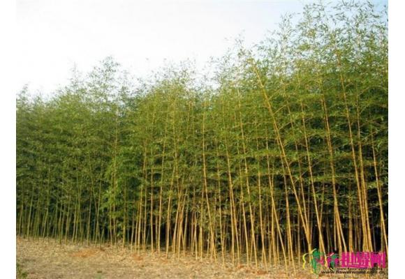 金镶玉竹