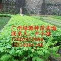 火焰木