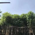 火焰木