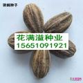 珙桐