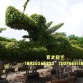 细叶榕
