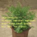南方红豆杉